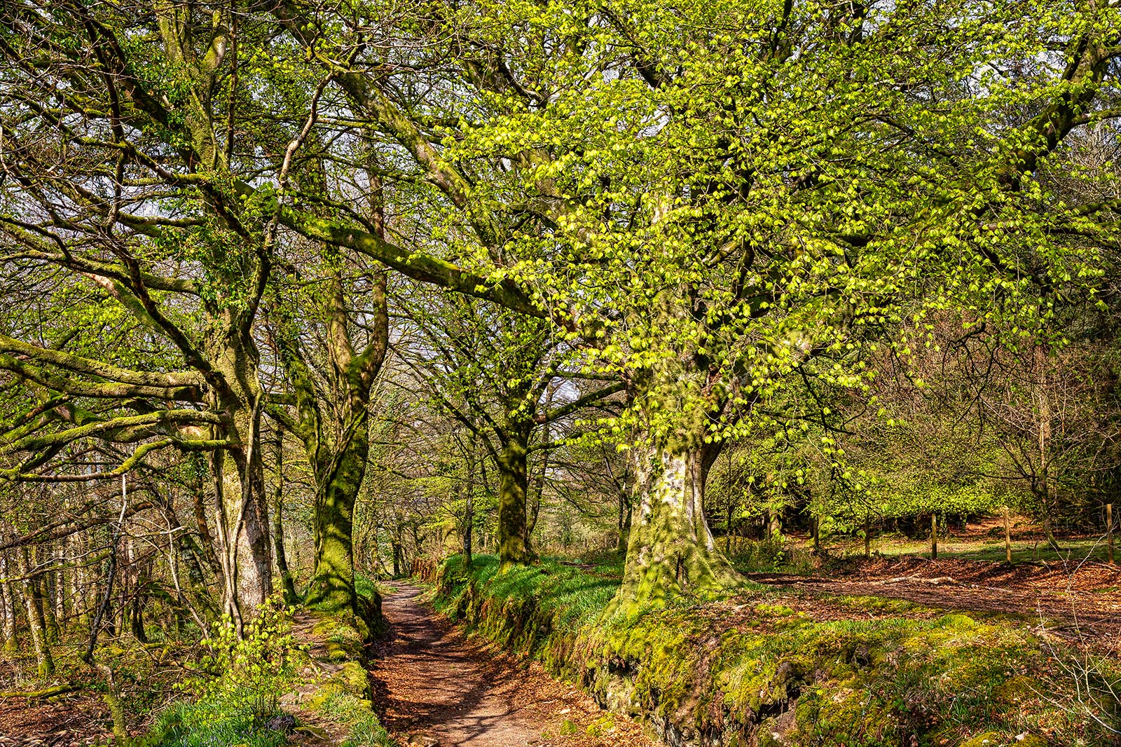 Dartmoor 11